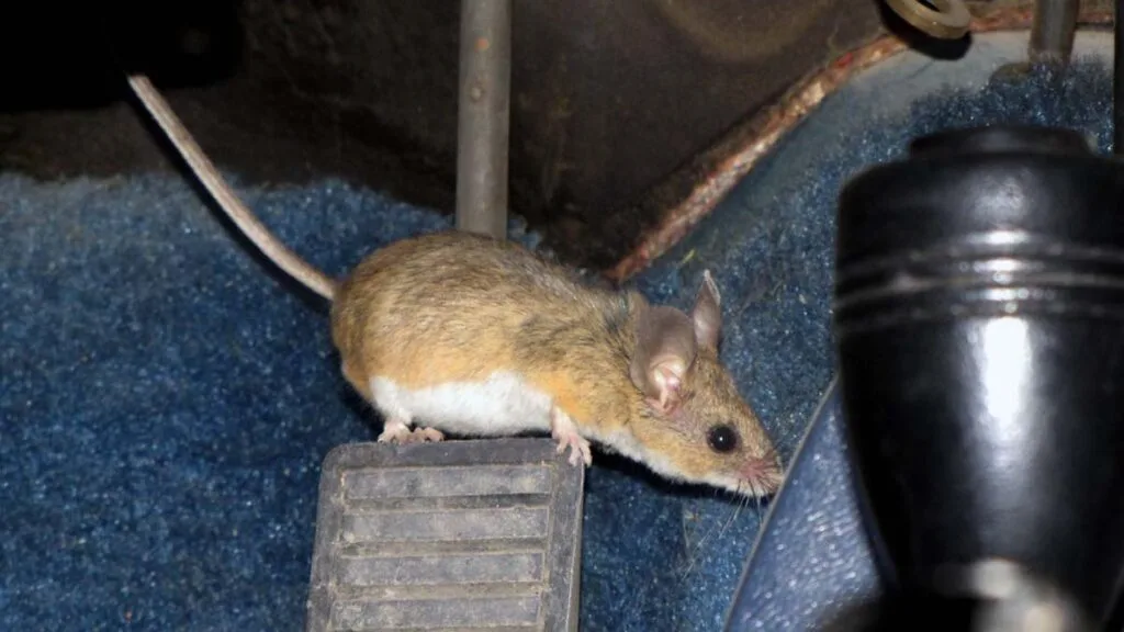 Mice on car